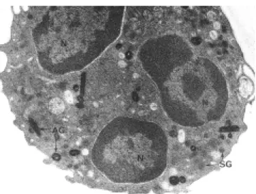 Figura 17. Corte de una microbiopsia bronquial obtenida de