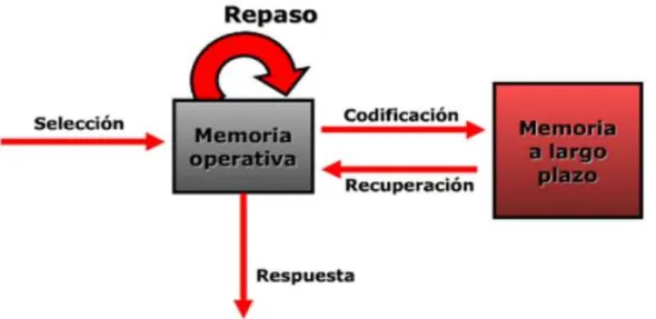 Figura 9. Relación entre la memoria a corto plazo y la memoria a largo plazo. Fuente: Morris y 