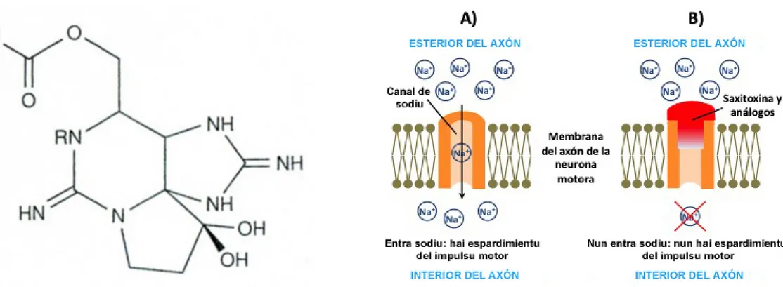 Figura 7. Estructura química de la saxitoxina. 