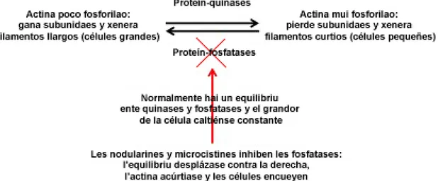 Figura  13.  Estructura  química  de  les  microcistines, 