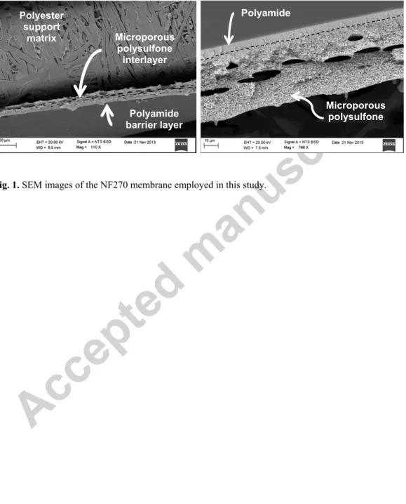 Fig. 1. SEM images of the NF270 membrane employed in this study. Polyester support matrixMicroporous polysulfone interlayerPolyamide barrier layer Microporous polysulfonePolyamideFigure 1