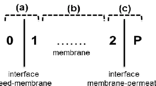 Figure 1: Profiles and interfaces along the membrane 