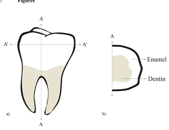 Figure  3.  1.  Schematic  diagram  of  a  sectioned  molar  after  (a)  longitudinal  (A-A),  and  (b)  transverse (A’-A’) cutting