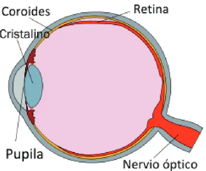 Figura 1.12. Esquema sección del ojo con la retina desprendida en la parte superior.