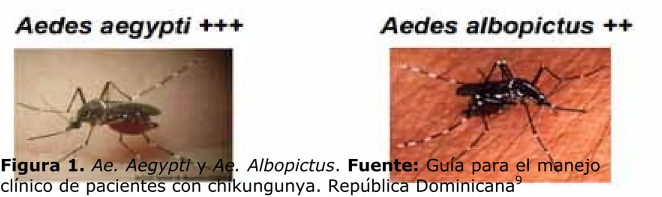 Figura 1. Ae. Aegypti y Ae. Albopictus. Fuente: Guía para el manejo  clínico de pacientes con chikungunya