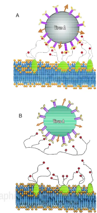 Figura 2. Reconocimiento de la hemaglutinina (HA) del virus de la influenza