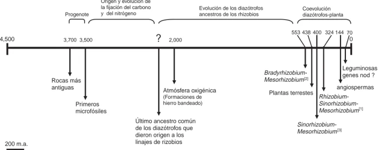 Figura 1. Ubicación del origen y evolución de los rizobios. La separación de los linajes se ubica con base en la secuencia de los genes glnA (GSI)[1] y gl-