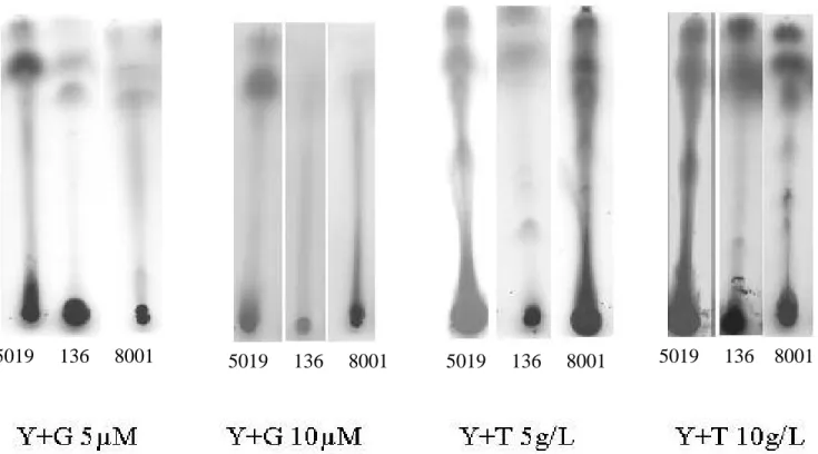Fig. 2. Nod factor profiles of Bradyrhizobium strains induced by genistein and soybean cake at two concentrations