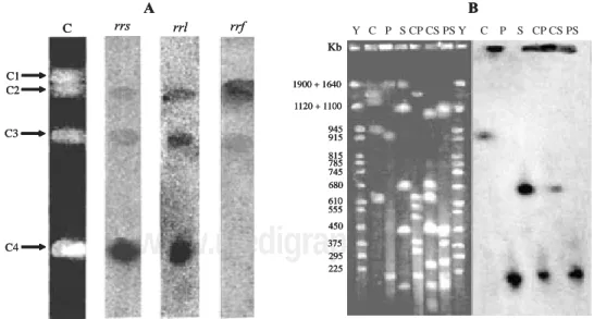 Figure 2. Hybridization with  rrn  probes against PFGE profile generated with  I-Ceu I digestion of  Gluconacetobacter diazotrophicus  PAL5 chromosome, and an example of hybridization results generated with single copy genes against PFGE profiles