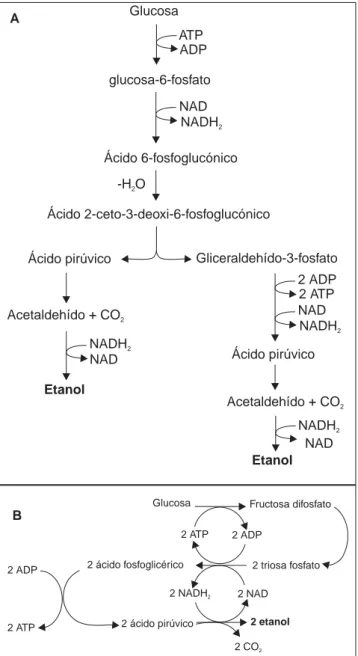 Figura 6. Vías fermentativas de (A) Saccharomyces cerevisiae y (B) Zy-