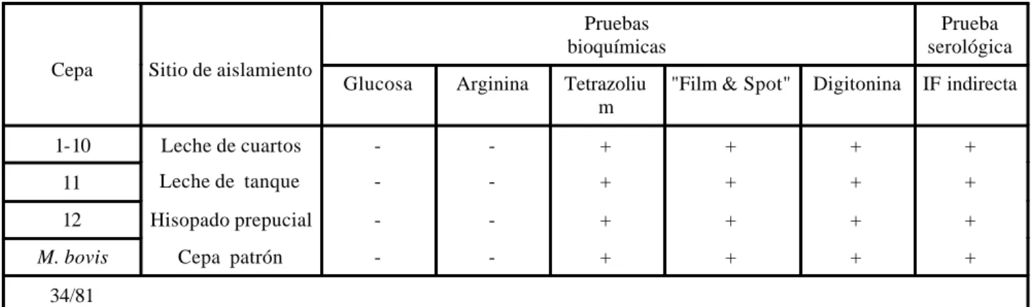 Tabla 2.  Resultado de las pruebas bioquímicas y serológica 