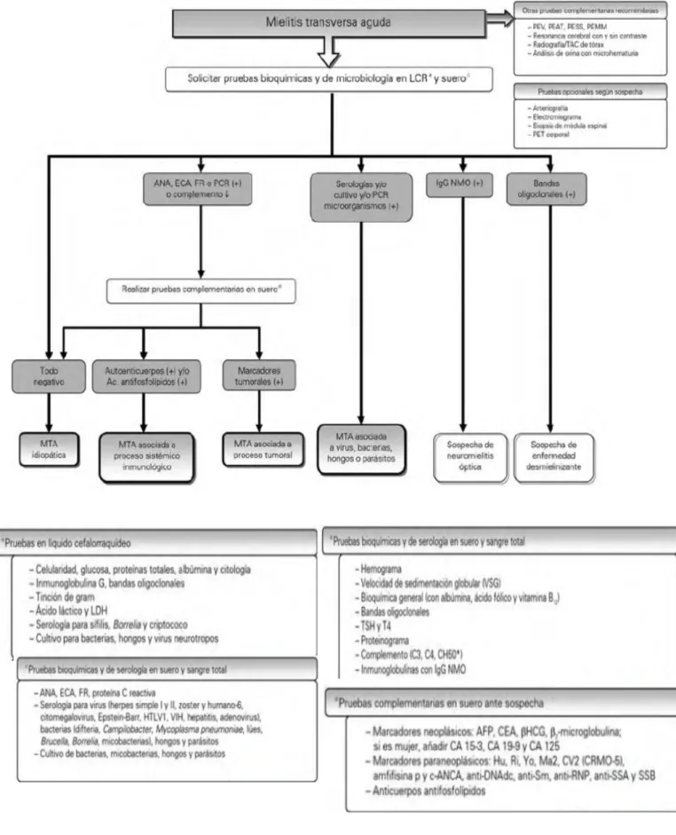 Fig 1 B. Algoritmo diagnóstico de proceso medular agudo. 