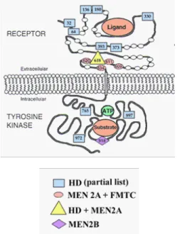 Figura 1: Receptor del gen RET