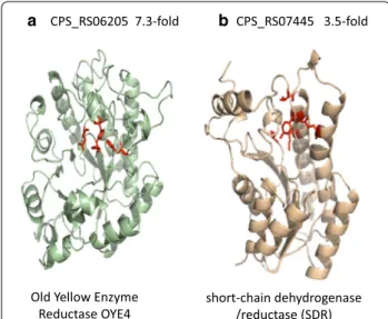 Fig. 6  Structural prediction analysis of the CPS_RS06205 (a) and  CPS_RS07445 (b) revealed their similarity to old yellow enzyme  reductase OYE4 and short chain dehydrogenase/reductase, respec‑ tively