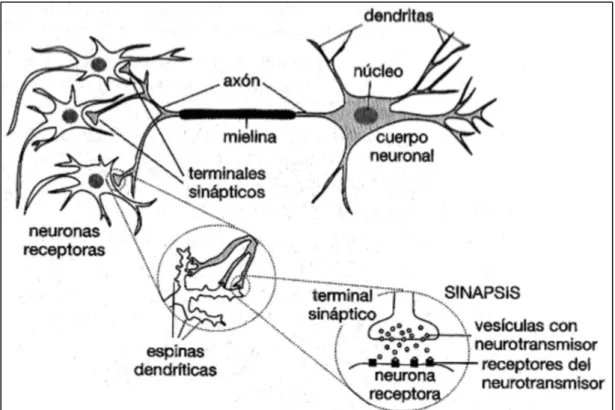 Figura 1. Neuronas 