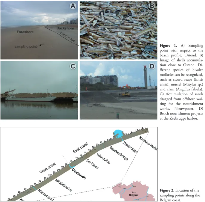 Figure 1. A) Sampling  point with respect to the  beach profile, Ostend. B)  Image of shells  accumula-tion close to Ostend