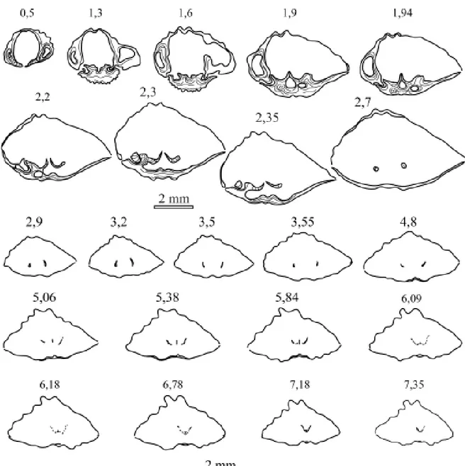 Figura 32.  Xana bubo García-Alcalde, 1972, DPO 128315. Secciones seriadas en planos paralelos, perpendiculares al de simetría 
