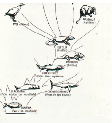 Figura 4. Evolución simpliﬁcada de los vertebrados según Romer.