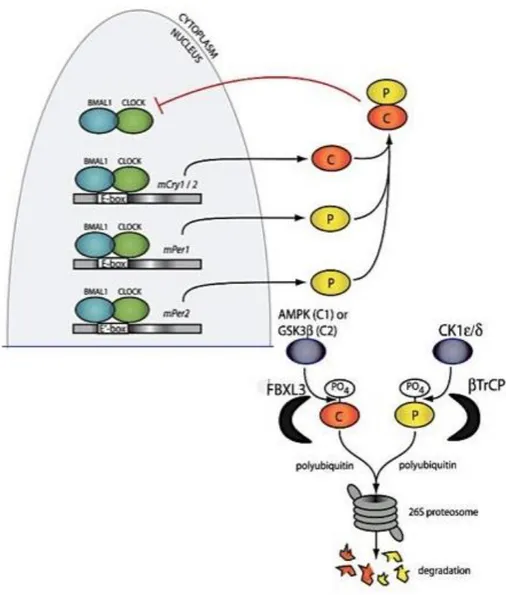 Figura 8. Esquema del epigenoma y regulación del ciclo celular en el cáncer. El reloj circadiano 