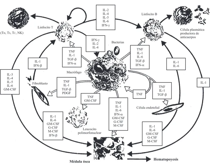 Figura 4. Red de citocinas de regulación de función linfocitaria y de hematopoyesis (Genzyme Corp.)