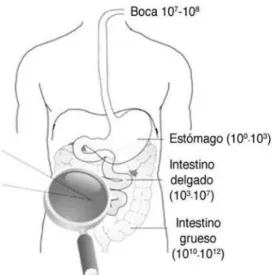 Figura 2. Concentraciones microbianas (UFC/ml) a lo largo del Tracto Gastrointestinal (TGI)  (12)