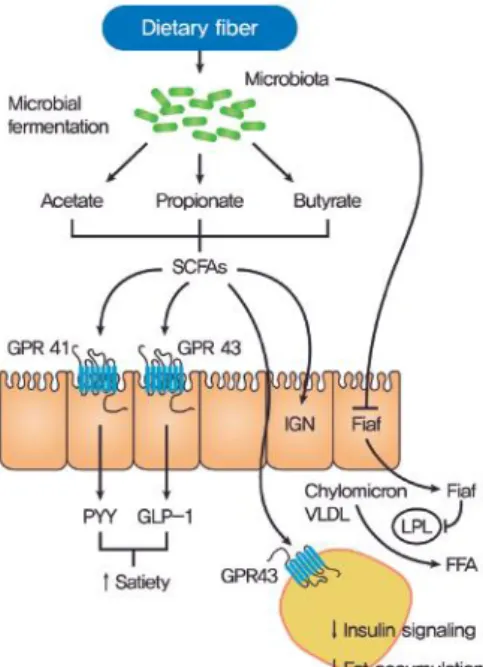 Tabla 9. Moléculas que intervienen en la regulación del metabolismo del huésped (Elaboración  propia)