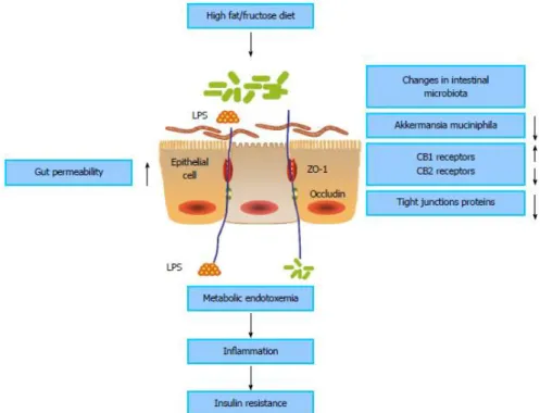 Figura 8. Influencia de la microbiota intestinal en la promoción de permeabilidad intestinal y  resistencia a la insulina (24)