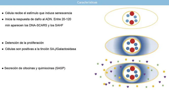 Figura 1  Características de las células senescentes y su detección en función del tiempo (en días después de la inducción)