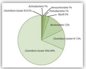 Figura 2. Núcleo del microbioma intestinal. 