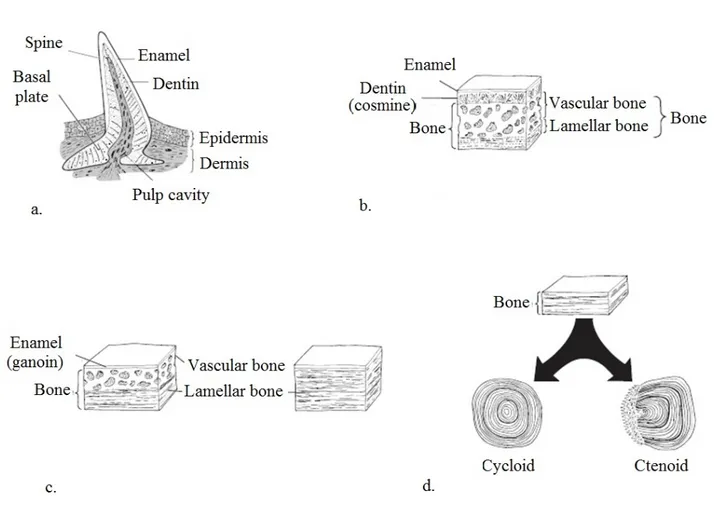 Figure 1. Types of fish scales (Kardong, 2008). a. Placoid; b. Cosmoid; c. Ganoid ; and d