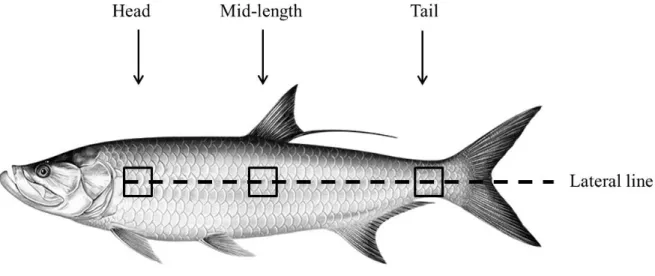 Figure 2. Megalops Atlanticus (Atlantic tarpon) fish. Sample extraction positions are shown