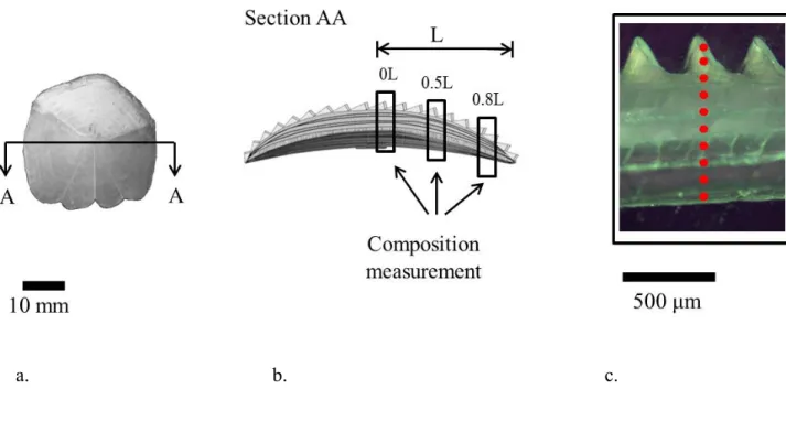 Figure  3.  Fish  scale  cross  section,  areas  and  points  of  composition  evaluation