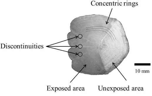 Figure 8. Top view of a scale. a. Single scale showing concentric rings and the exposed and  unexposed areas of the scale