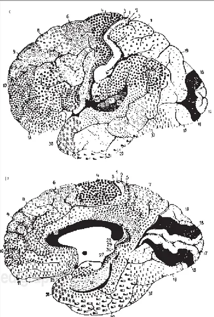 Figura 3. Áreas anatómicas de división del cerebro según Broadmann.
