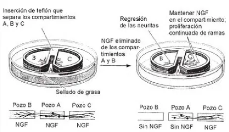 Figura 5. El factor de desarrollo nervioso (NGF) puede influir en el crecimiento de neuritas y axones por acción local