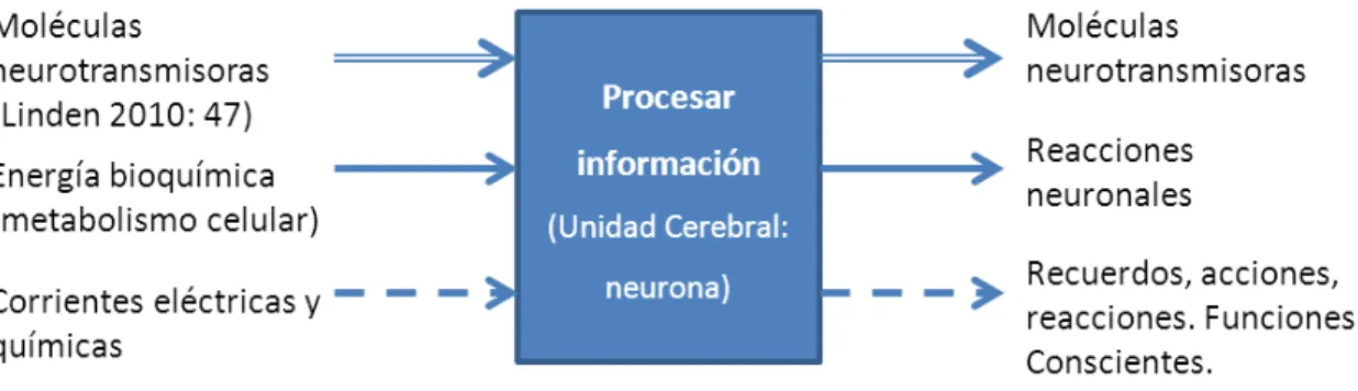 Tabla 2. Partes del cerebro y sus funciones. 