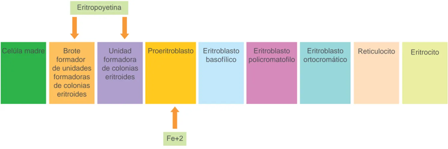 Figura 1  Proceso de la eritropoyesis en la que actúa la eritropoyetina y se da la utilización del hierro para la formación de eritrocitos