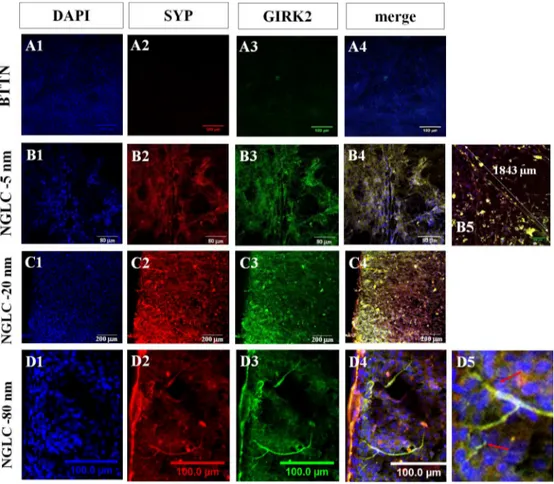 Fig 8. Neural-like processes induced by NGLC films. Confocal immunofluorescence microscopy images showing morphological and structural effects of NGLC films on the SN4741 cells cultured on top of them