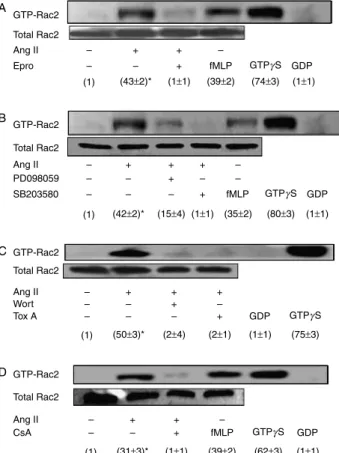 Figure 5 Cyclosporin A inhibits p38MAPK, ERK1/2 and JNK1/2 activation in angiotensin II-stimulated human neutrophils