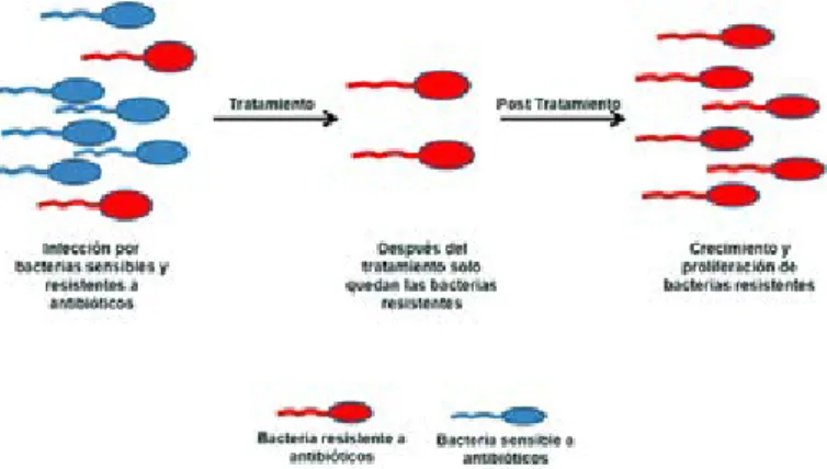 Figura 1. Representación de proliferación bacteriana por presión selectiva, las bacterias resistentes  sobreviven y proliferan