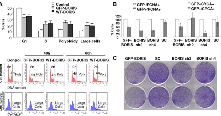 Figure 9. Involvement of BORIS in cell cycle progression and genomic instability. A) Ectopic expression of BORIS causes cell accumulation in S phase, polyploidy and cell size increase