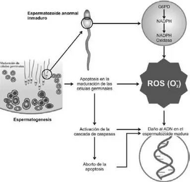 Figura  3.  Mecanismo  de  la  infertilidad  masculina  por  deficiencia  de  la  enzima  glucosa-6-fosfato  deshidrogenasa  (G6PD)