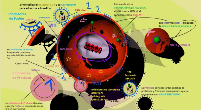 Figura 1. Esquema celular de los sitios de acción de la terapia antirretroviral. 