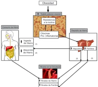 Figura  1.  Mecanismos  que  intervienen  en  el  metabolismo  del  hierro,  asociados con la obesidad: 1) Disminución en el consumo de alimentos con  hierro