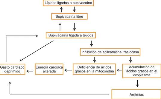 Figura 1. Sitios de manteni- manteni-miento y potenciación de la  cardiotoxicidad de la  bupiva-caína.