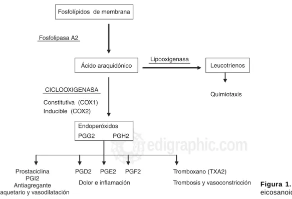 Figura 1. Síntesis y función de eicosanoides.
