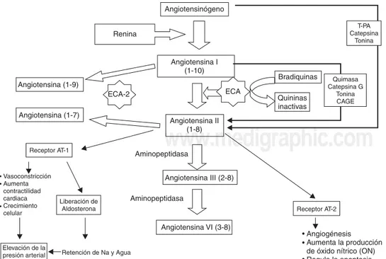 Figura 1. Fases del sistema renina- renina-angiotensina-aldosterona (SRAA).