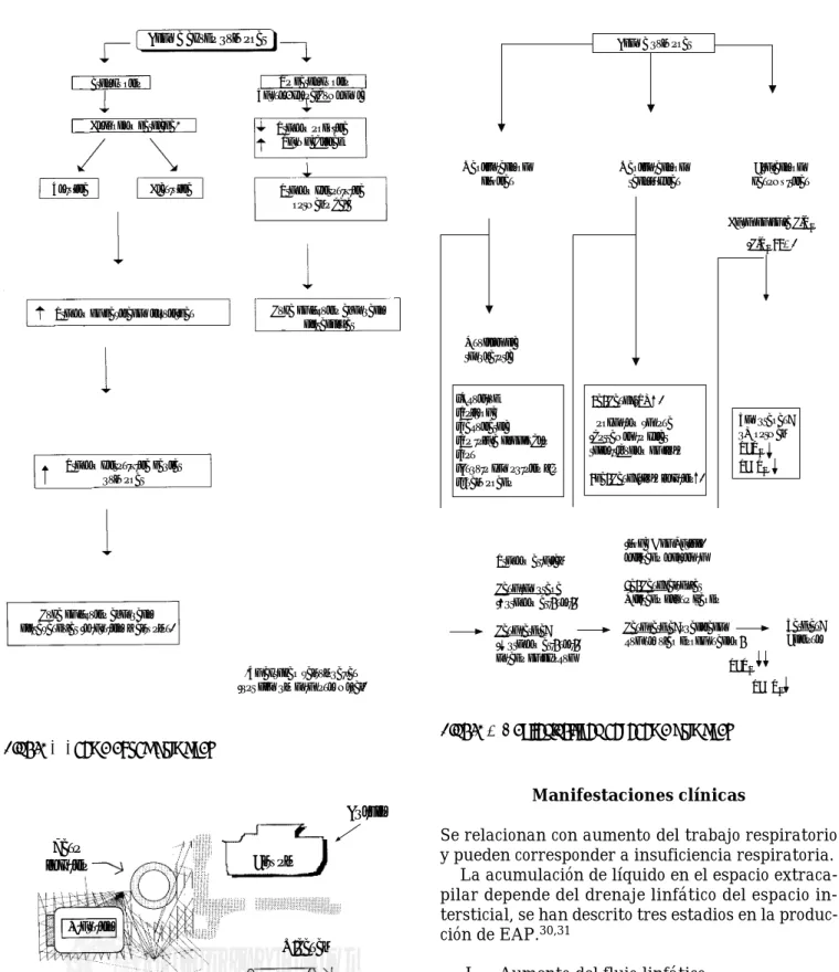 Figura 4. Unidad alvéolo capilar.