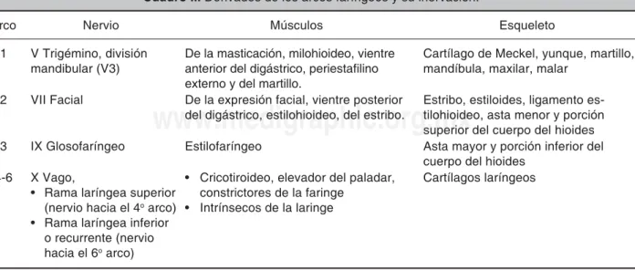 Cuadro I. Clasifi cación de Bailey/Proctor 