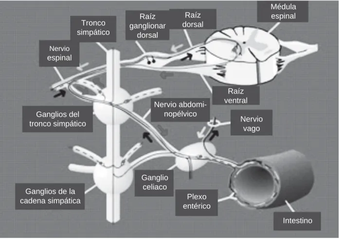CUADRO CLÍNICO